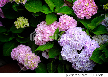 Hydrangea Hydrangea 31065945
