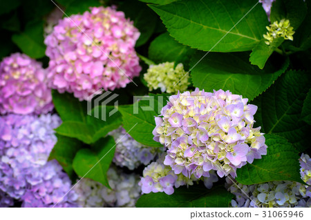 Hydrangea Hydrangea 31065946