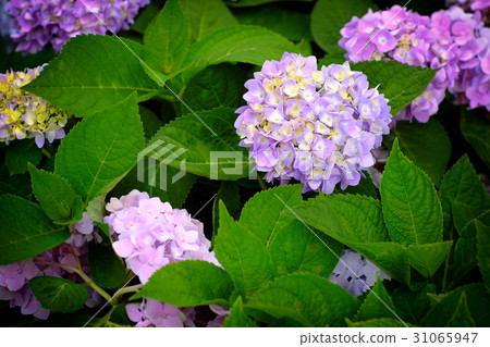 Hydrangea Hydrangea 31065947