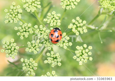 Ladybird 31065963