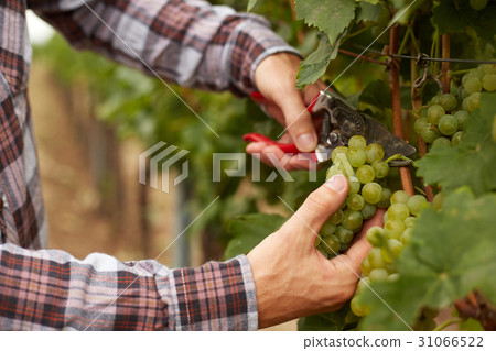The farmer during the harvest grapes 31066522