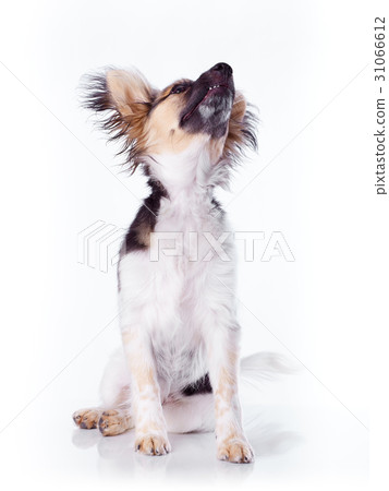 Papillon dog on a white background Papillon dog on a white background 31066612