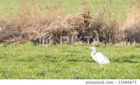 Image of a great white heron 31066675