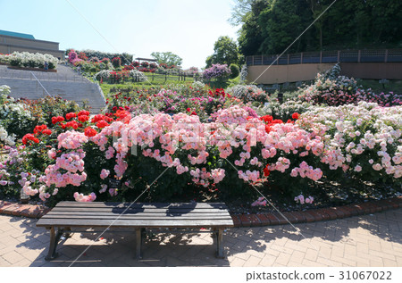 The rose of the Green Park 31067022