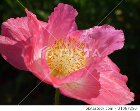 Poppies ⑫ Pink sideways 31067250