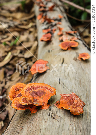 Pycnoporus sanguineus. Wild mushrooms. 31067354