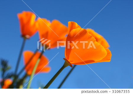 California poppy flower with blue sky. 31067355