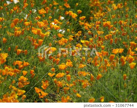 Poppies ㉔ California Poppies Poppies ㉔ California Poppies 31067744