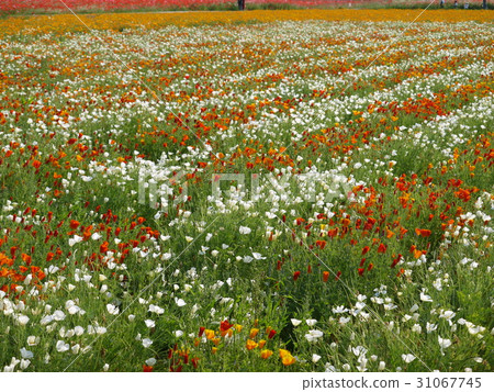 Poppies ㉕ California Poppy Orange White Poppies ㉕ California Poppy Orange White 31067745