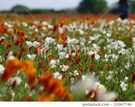 Poppies ㉖ California Poppies White Dark Orange Poppies ㉖ California Poppies White Dark Orange 31067746