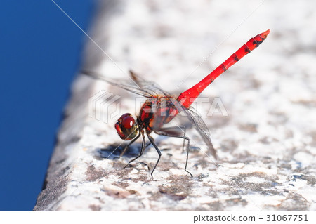 Conosimetorbos (male) 31067751