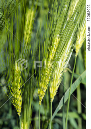 Spikelets of young wheat close-up. ears of green Spikelets of young wheat close-up. ears of green 31068001
