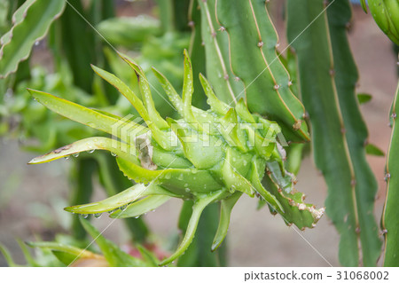 dragon Fruit on the tree after rain in garden dragon Fruit on the tree after rain in garden 31068002