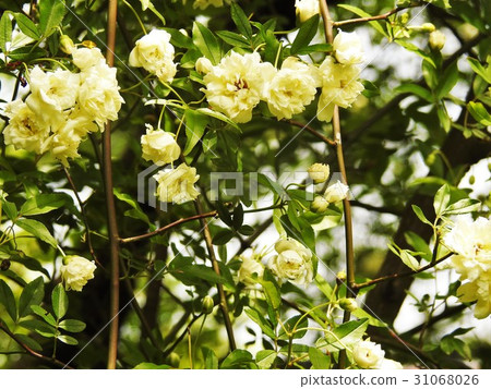Mockybara rose family flowers Mockybara rose family flowers 31068026