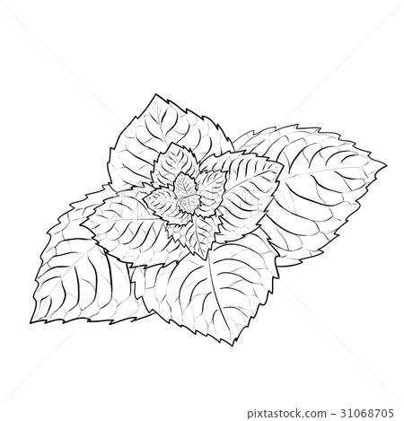 Sprig of mint. 31068705