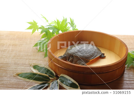 Squirrel Squirrel 31069155