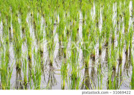 rice field in early stage 31069422