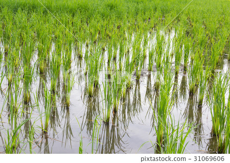 rice field in early stage rice field in early stage 31069606