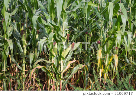 Sweet corn in the garden 31069717