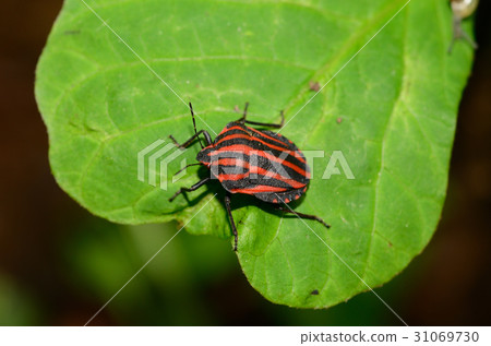 Akushushi Bamboo Akushushi Bamboo 31069730