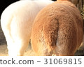 羊駝的臀部 羊駝的臀部 31069815