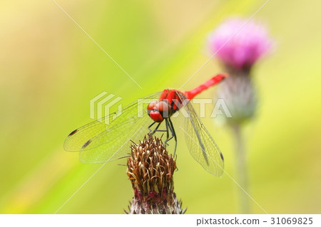 Natsuakane (male) and thistle flowers 31069825