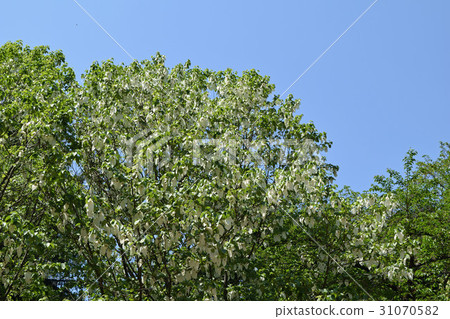 Handkerchief 31070582