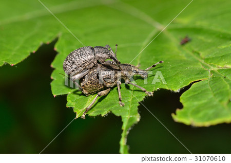 Hanau de weevil 31070610