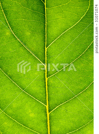 Close up on green leaf texture. Leaf veins macro Close up on green leaf texture. Leaf veins macro 31071074