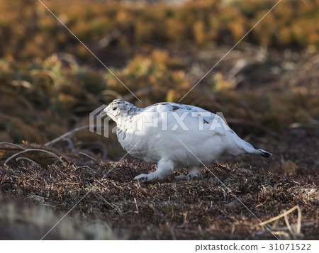 Spring Grouse female 31071522
