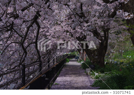 在滋賀縣Okijima的櫻花隧道 31071741