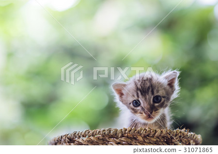 Little newborn blue eyes kitten with copy space. 31071865