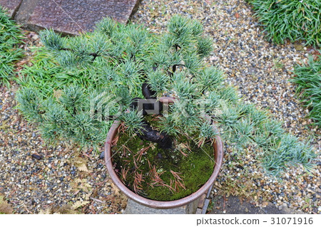 Pine 31071916