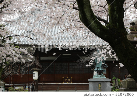 院內櫻花盛開的墨染寺（京都府京都市伏見區） 31072000