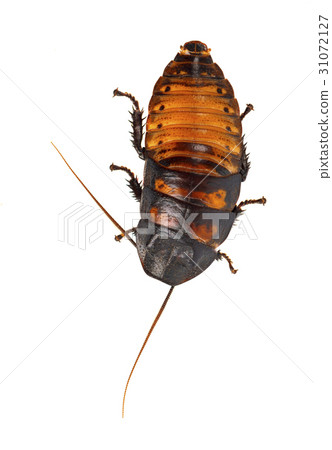Cockroach Madagascar hissing isolated Cockroach Madagascar hissing isolated 31072127