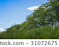 Fresh green 31072675