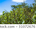 Summer fresh green 31072676