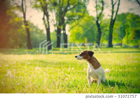 dog in the park dog in the park 31072757