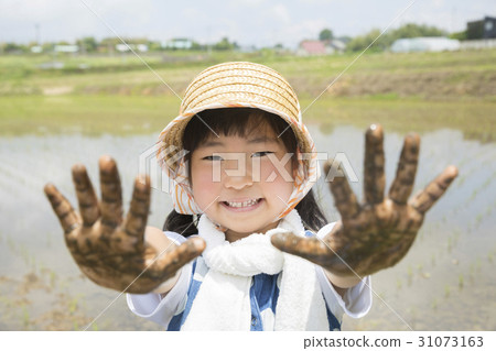 Rice planting farming experience image Rice planting farming experience image 31073163