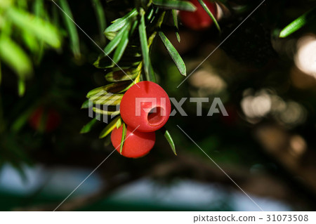 Onco真正的紫杉樹果實 Onco真正的紫杉樹果實 31073508