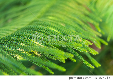 abstract background of Norfolk Island Pine Tree abstract background of Norfolk Island Pine Tree 31073713