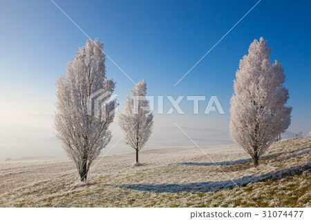 Snow and hoarfrost covered trees Snow and hoarfrost covered trees 31074477