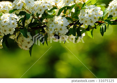 Prefectural Koizumiigata park smallties Prefectural Koizumiigata park smallties 31075125