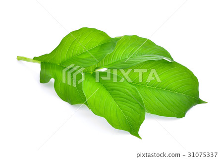 green leaf of amorphophallus paeoniifolius  31075337