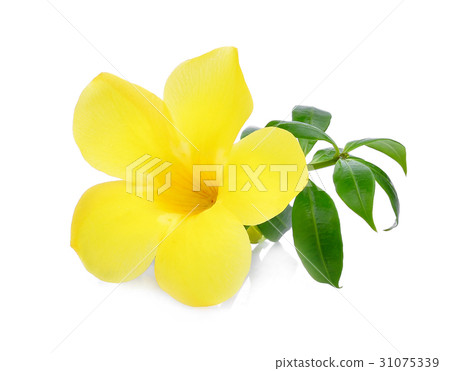 Golden trumpet, Allamanda, flower isolated Golden trumpet, Allamanda, flower isolated 31075339