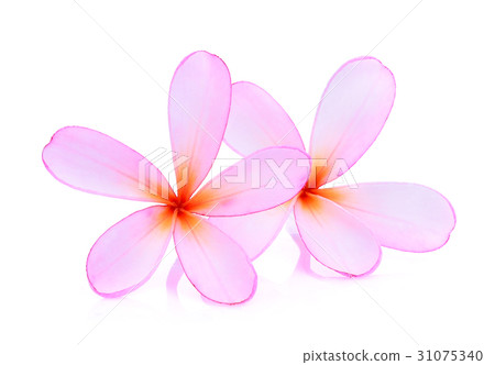 frangipani or plumeria (tropical flowers) isolated frangipani or plumeria (tropical flowers) isolated 31075340