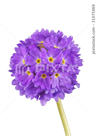 Violet cowslip flower on a white background 31075869