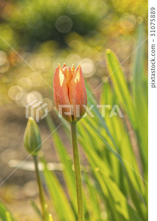 Red tulip on a blurred background 31075889