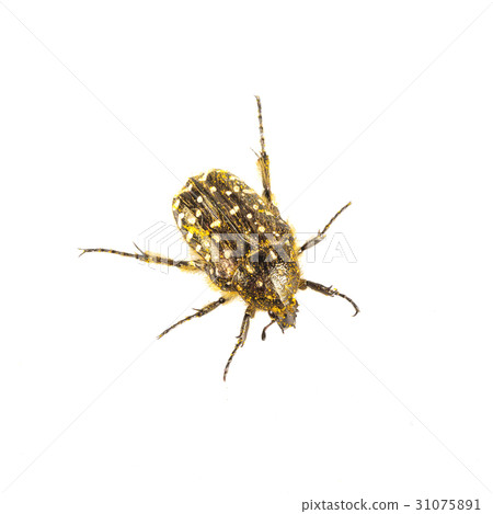 Beetle (Oxythyrea funesta) on a white background 31075891