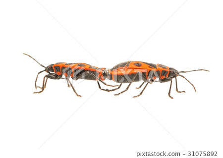 Firebug (Pyrrhocoris apterus) on a white 31075892
